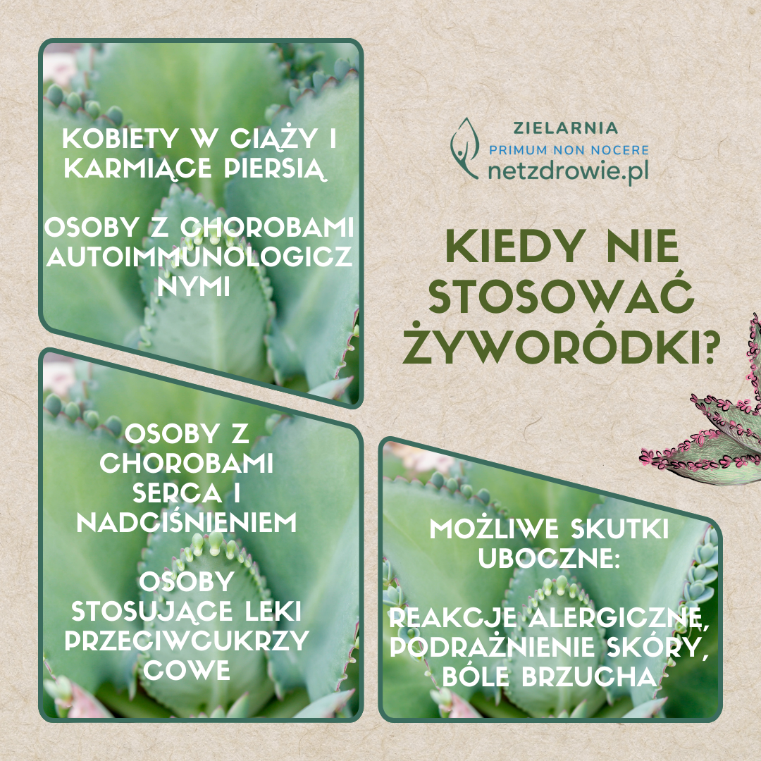 żyworódka na netzdrowie